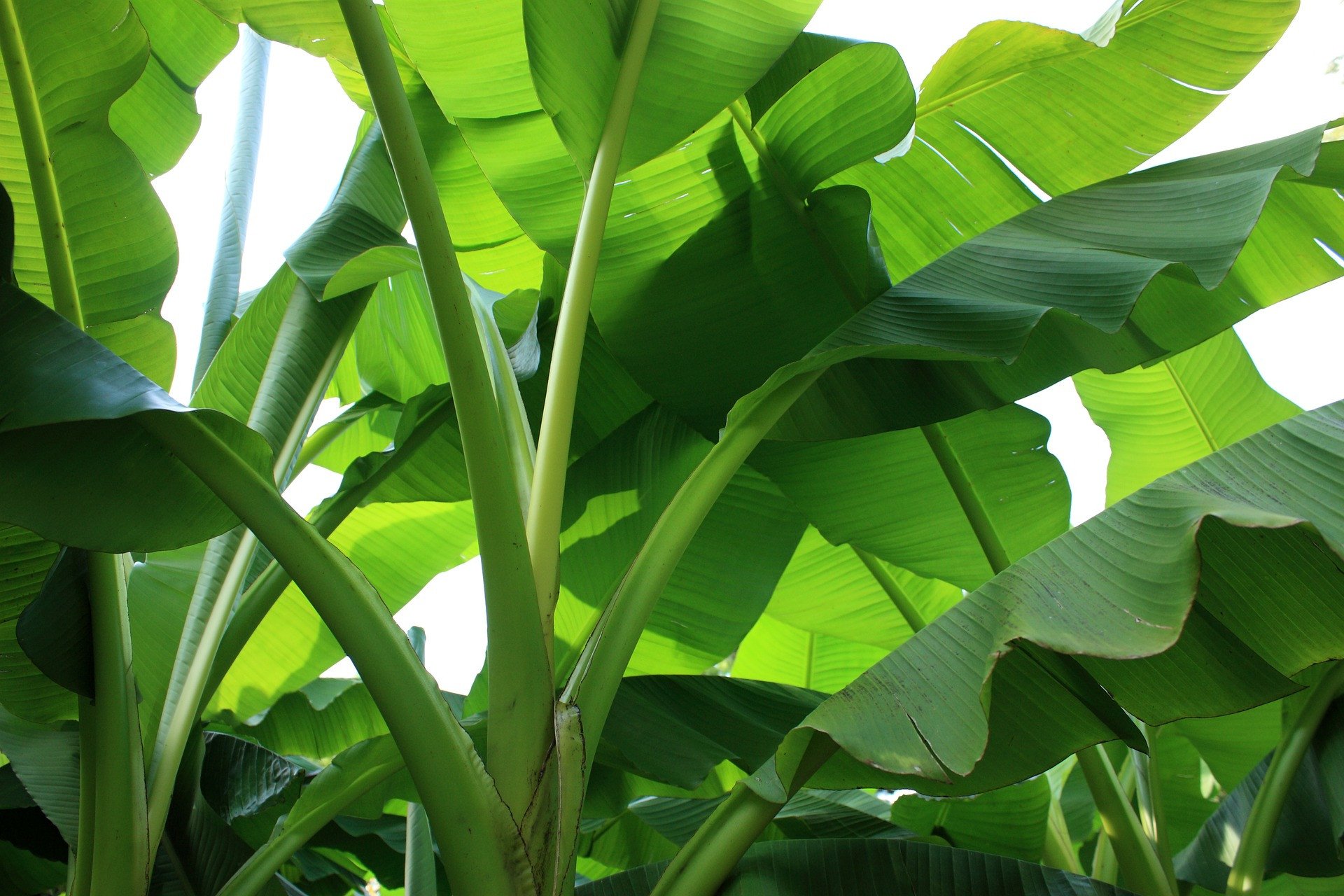 Potensi Ekspor Daun Pisang: Peluang Hijau dari Nusantara